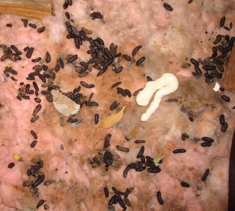 attic_rat_restoration