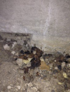 latrine cleanup