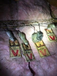 rat removal