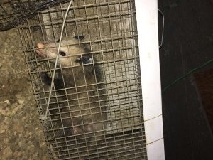 Animal Removal
