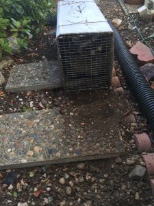 local raccoon removal in Diablo