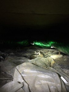 raccoon control