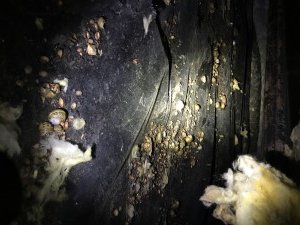 Attic Crawlspace Clean Up