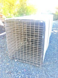 local raccoon removal