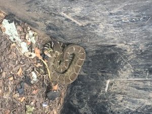 snake removal