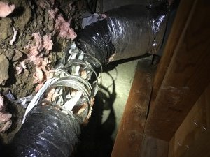 Animal poop Removal