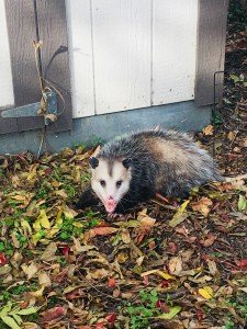 local raccoon removal in Diablo