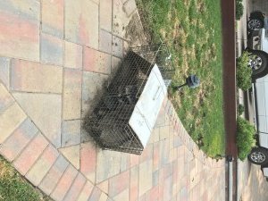 local raccoon removal