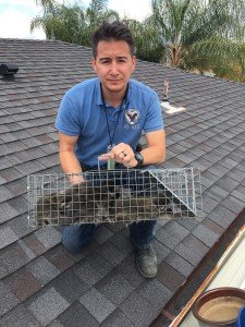 how to get rid of raccoons