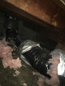 Animal poop Removal