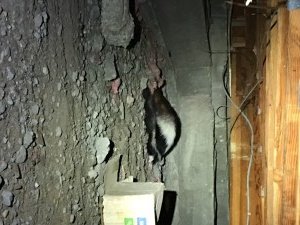 local raccoon removal