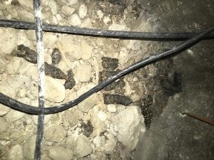 Animal poop Removal