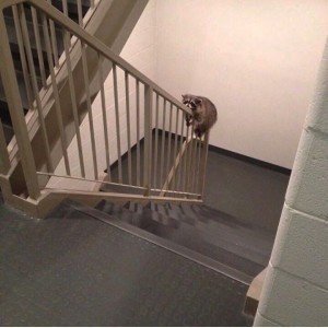 raccoon control