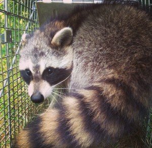 raccoon control