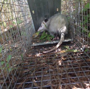 opossum control caged trapper