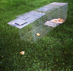 raccoon control
