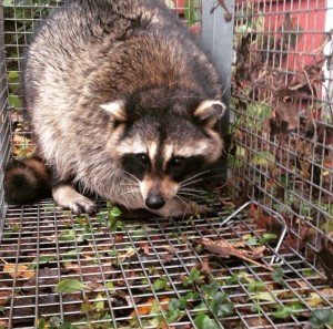 raccoon control