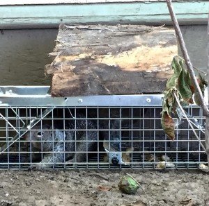 trapping animal wildlife squirrel attic