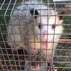 oakland animal control
