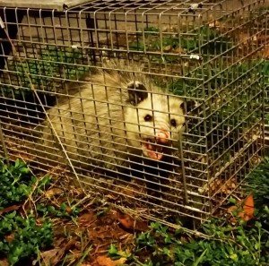 opossum removal attic