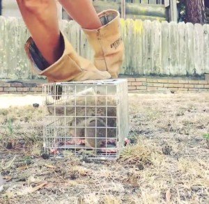animal trap ground squirrel home