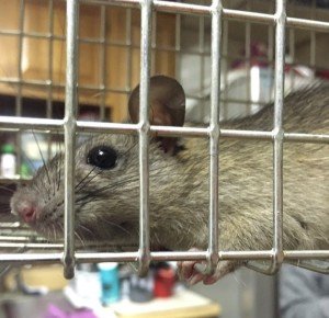 rat control