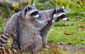 raccoon control