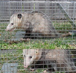 wildlife control removal trapping