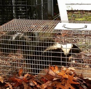 raccoon control
