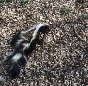 skunk control california