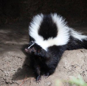 Animal Removal & Control