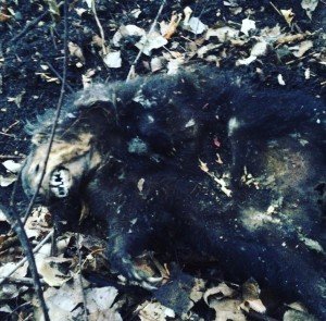 animal carcuss