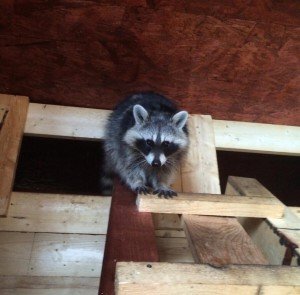 raccoon roof attic control