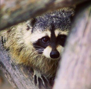 Animal Removal & Control