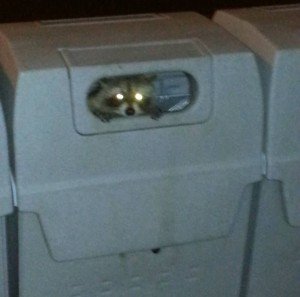 raccoon control