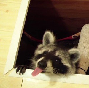 raccoon control