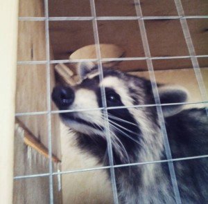 raccoon control