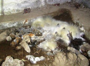 animal cleanup poop