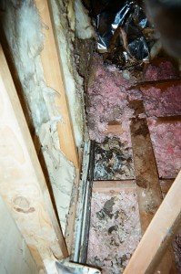 soiled insulation poop raccoon attic