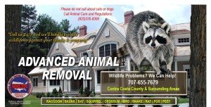 animal removal