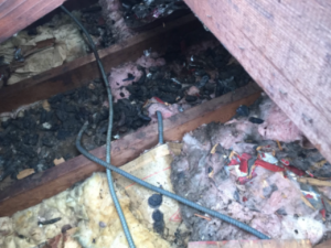 animal attic wildlife