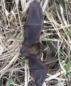 bat animal removal control
