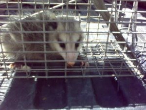 opossum control concord