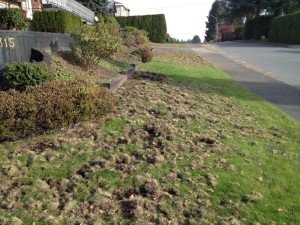 raccoon control digging grub yard