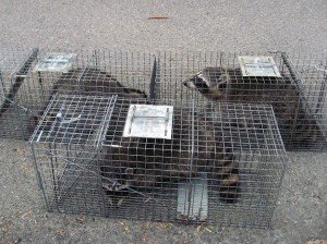 raccoon control