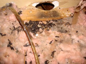 rat damage control