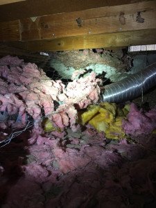 skunk removal