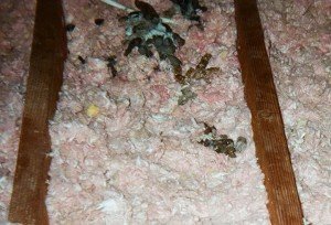 raccoon poop control