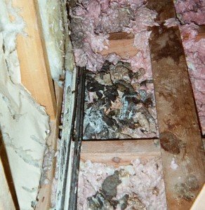 raccoon feces attic cleanup decontamination