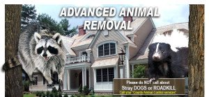 animal removal services